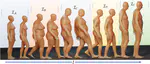HUMOS: Human Motion Model Conditioned on Body Shape